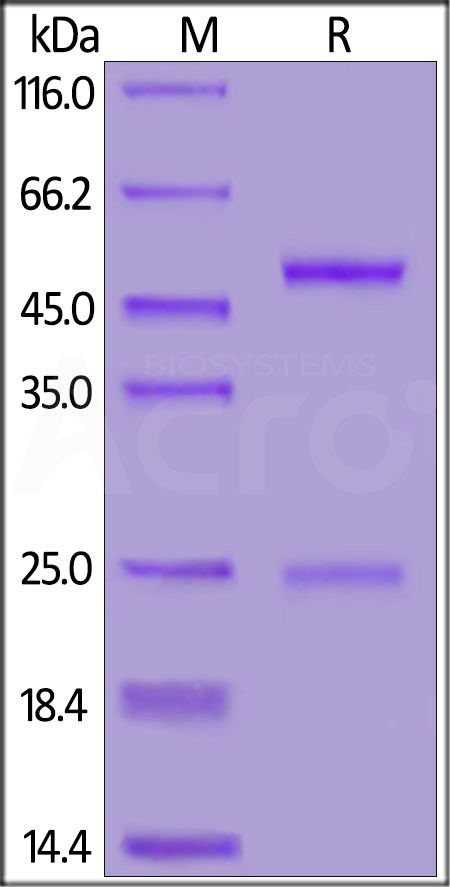 Spike S1 SDS-PAGE