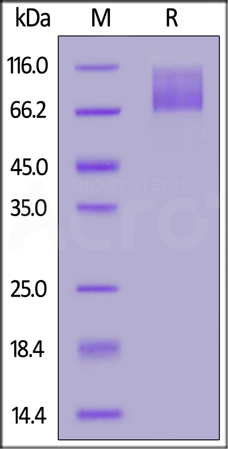 Spike S2 SDS-PAGE