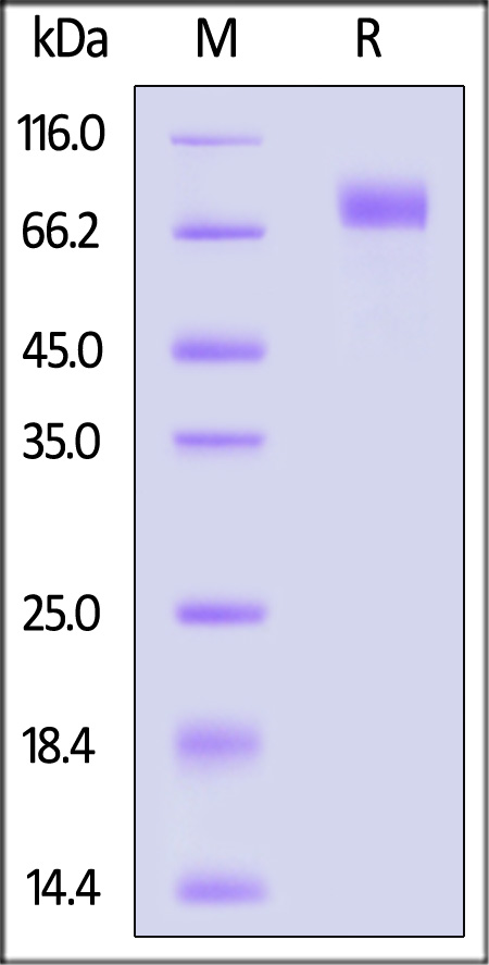 S2N-C82E4-sds