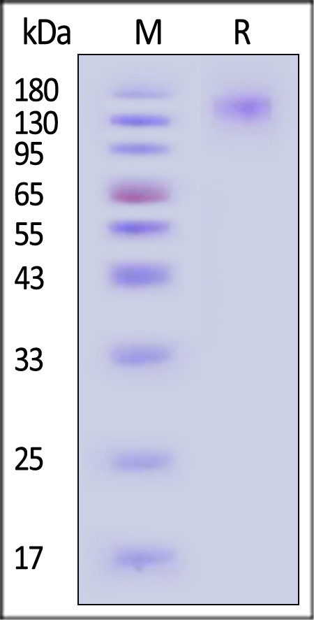 SEZ6 SDS-PAGE