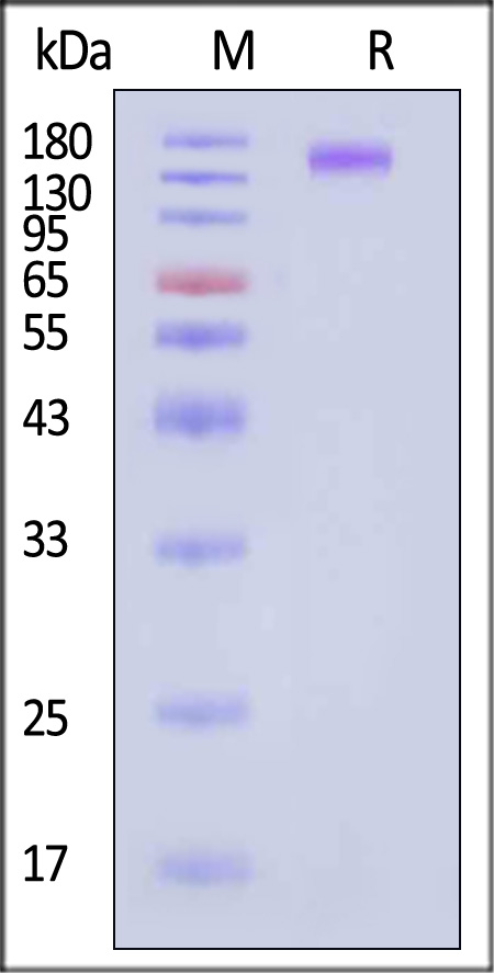 SEZ6 SDS-PAGE