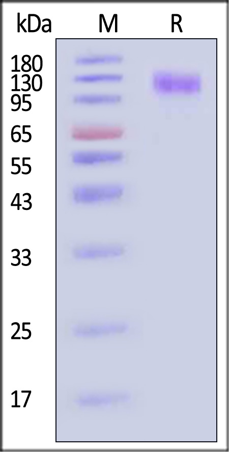 SE6-M52H3-sds