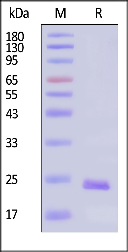 SH7-H5229-sds