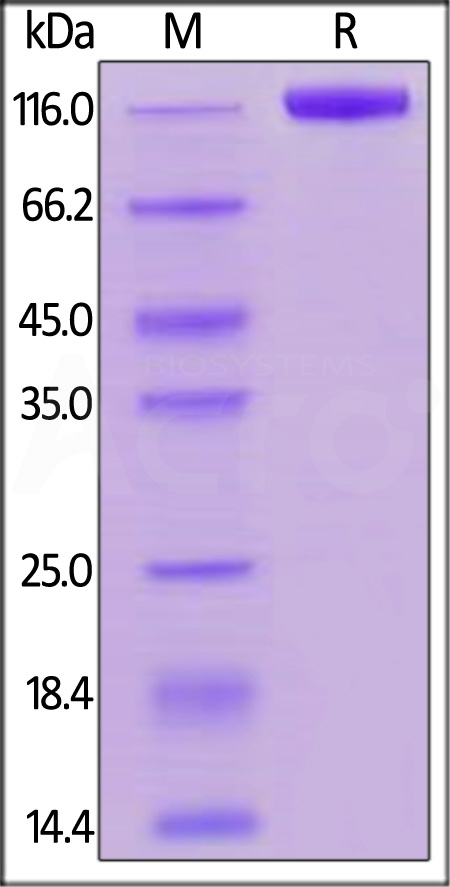 SI2-H82F8-sds