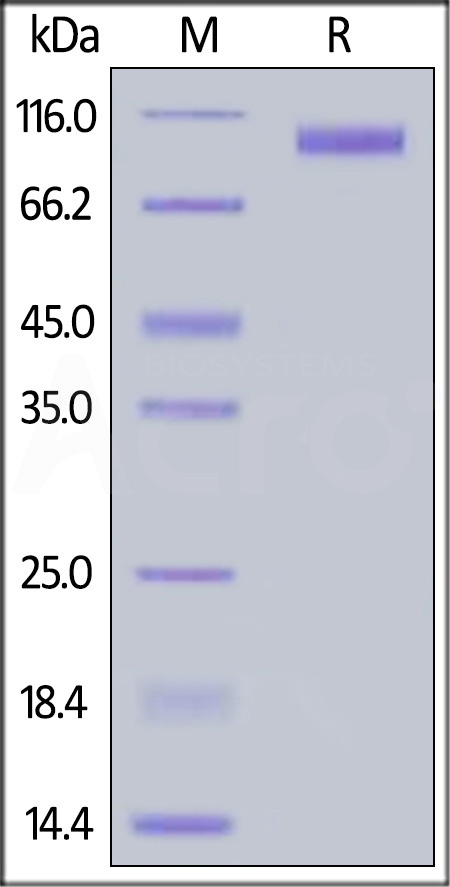 Human Siglec-5, Fc Tag (Cat. No. SI5-H5250) SDS-PAGE gel