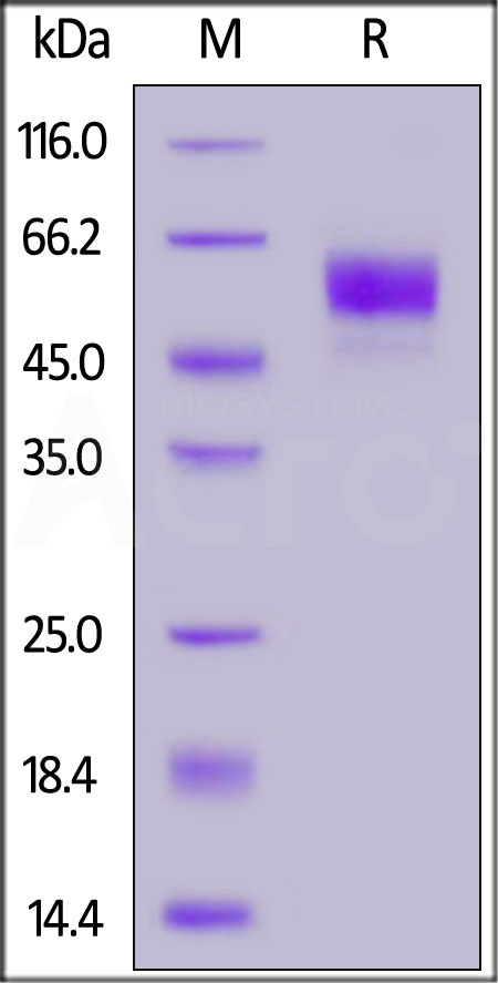 SI8-H82W6-sds