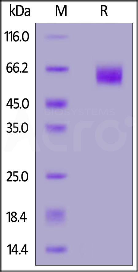 SIRP alpha SDS-PAGE