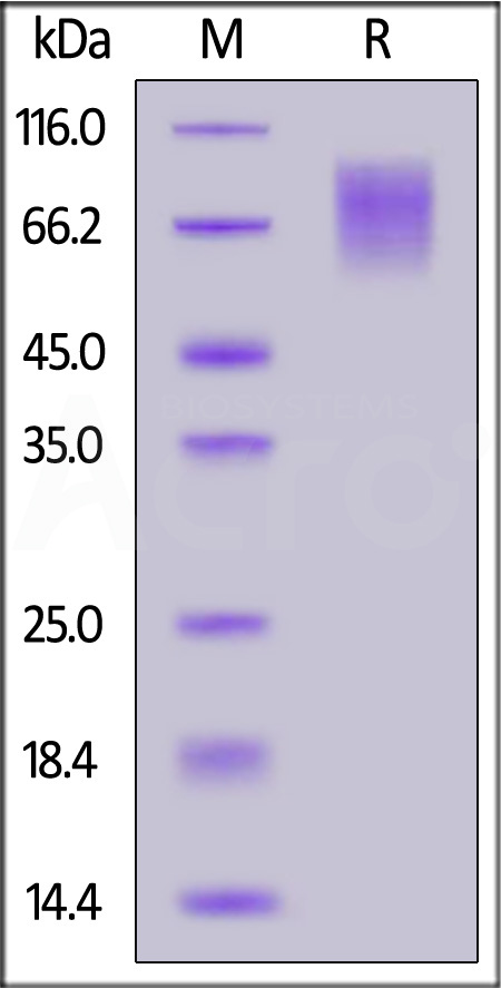 SIRP alpha SDS-PAGE