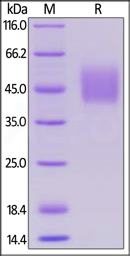 Human SLAMF1, His Tag (Cat. No. SL1-H52H0) SDS-PAGE gel