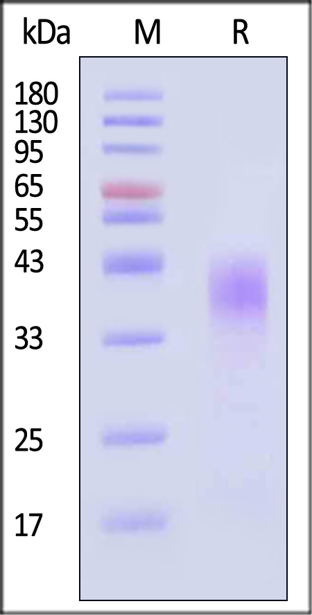 SL7-R52H7-sds