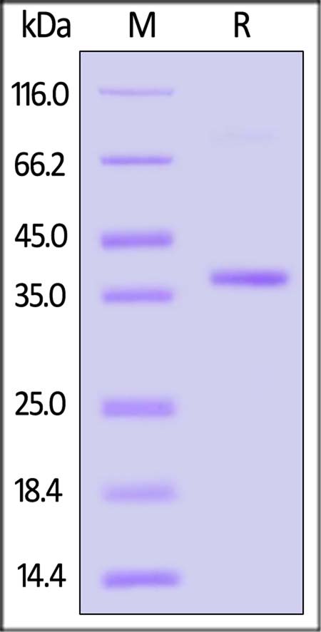 SMN1 SDS-PAGE