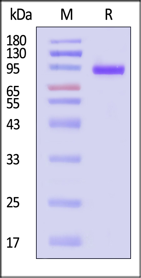 Human Sortilin / SORT1, His Tag (Cat. No. SON-H52H5) SDS-PAGE gel