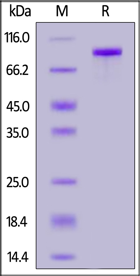 Sortilin SDS-PAGE