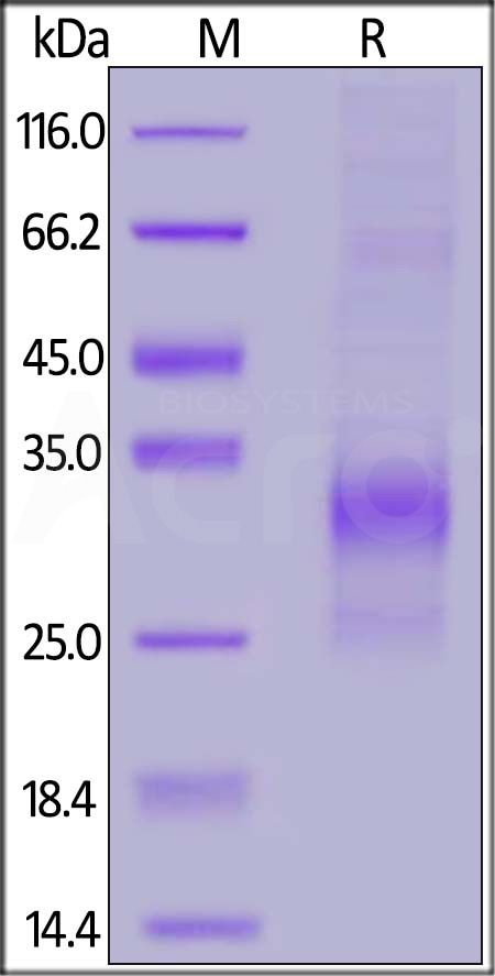 SOT-H8245-sds