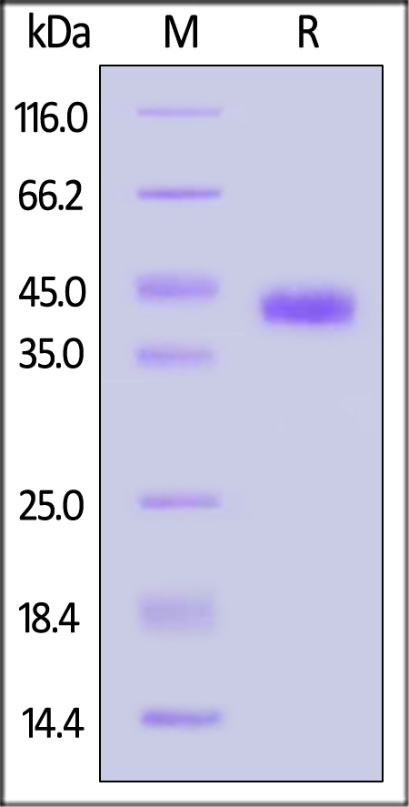 SPC-H52H3-sds