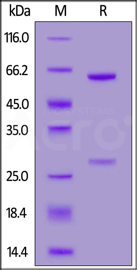 SPD-BM227-sds