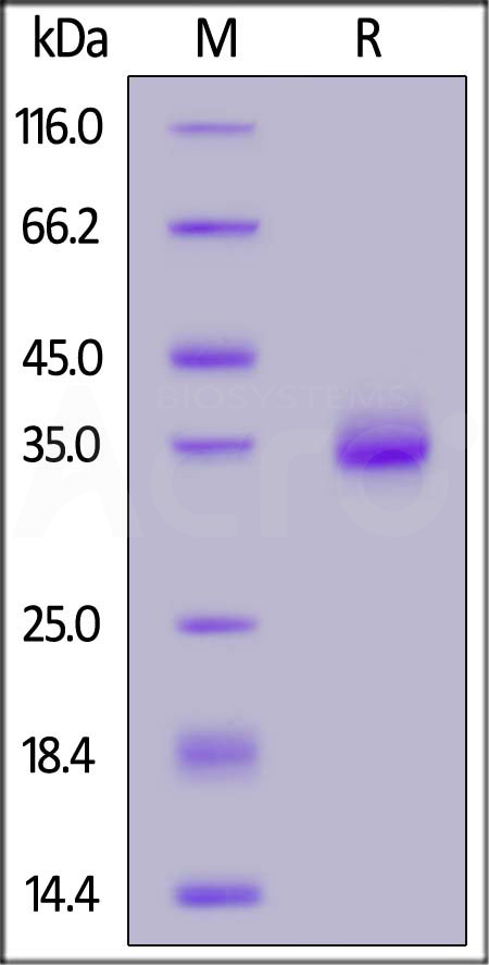 Spike RBD SDS-PAGE