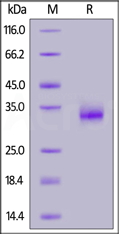 Spike RBD SDS-PAGE