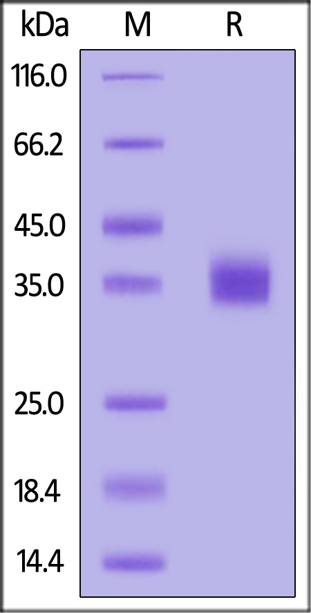 Spike RBD SDS-PAGE