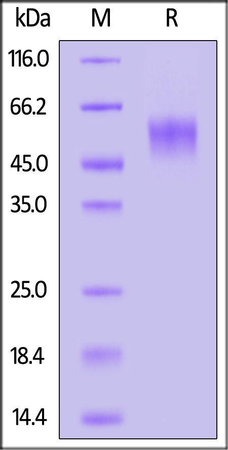 Spike NTD SDS-PAGE