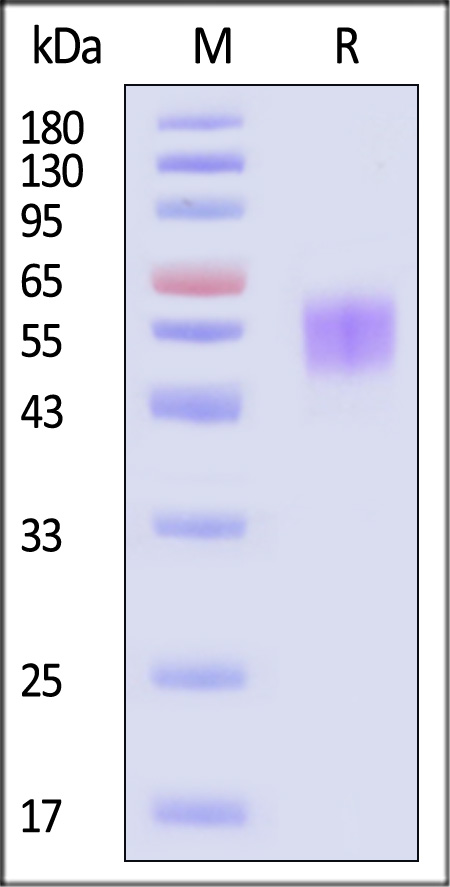 SPD-C5246-sds