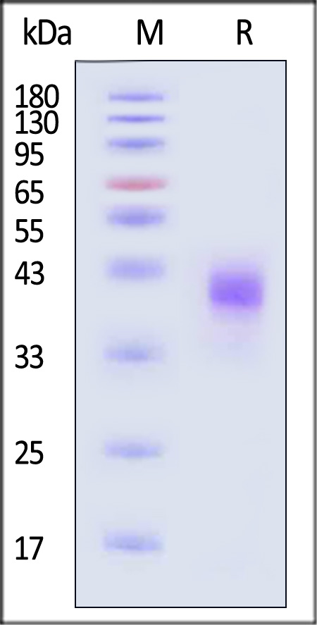 Spike RBD SDS-PAGE