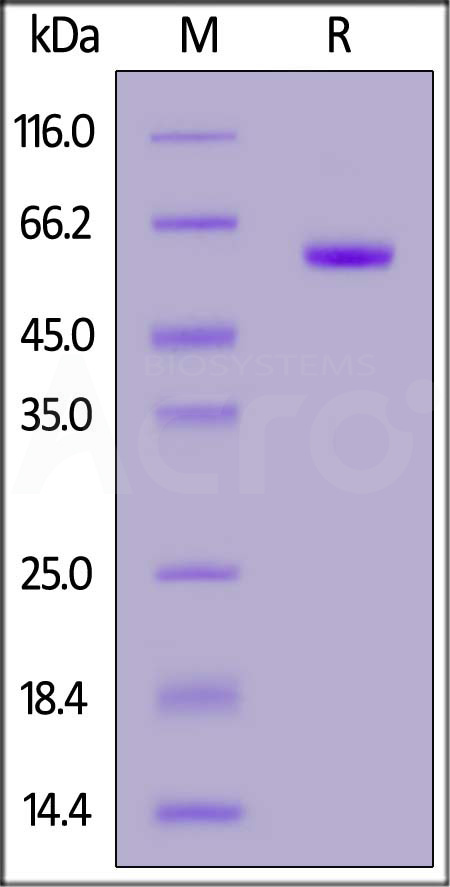 Spike RBD SDS-PAGE