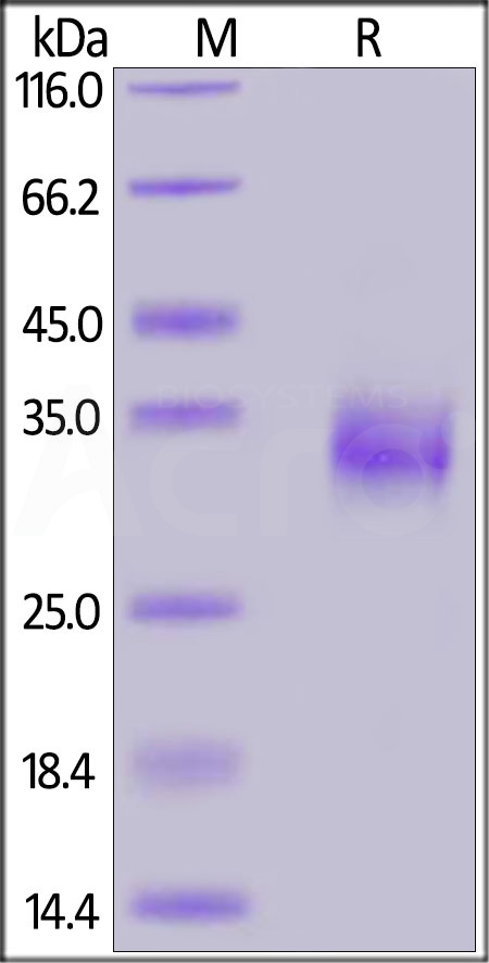 SPD-C52H2-sds