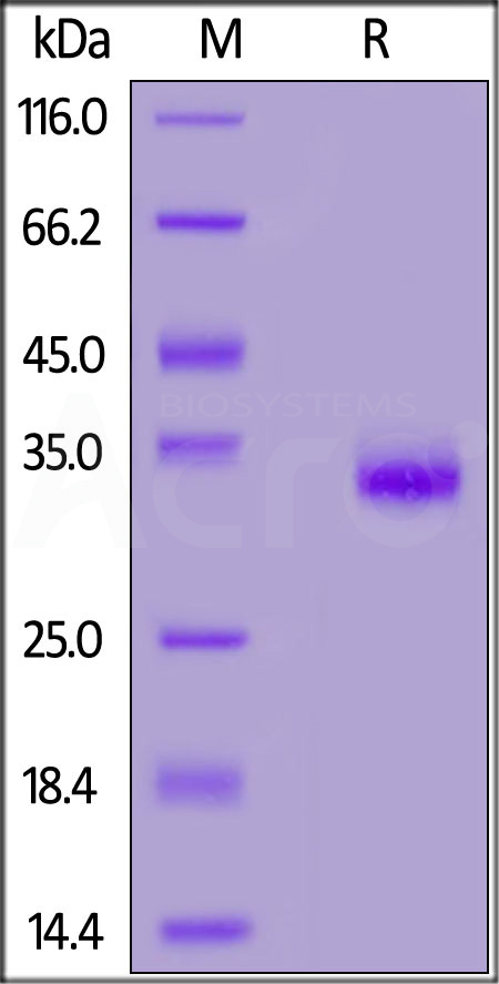 Spike RBD SDS-PAGE