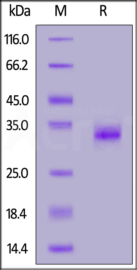 Spike RBD SDS-PAGE