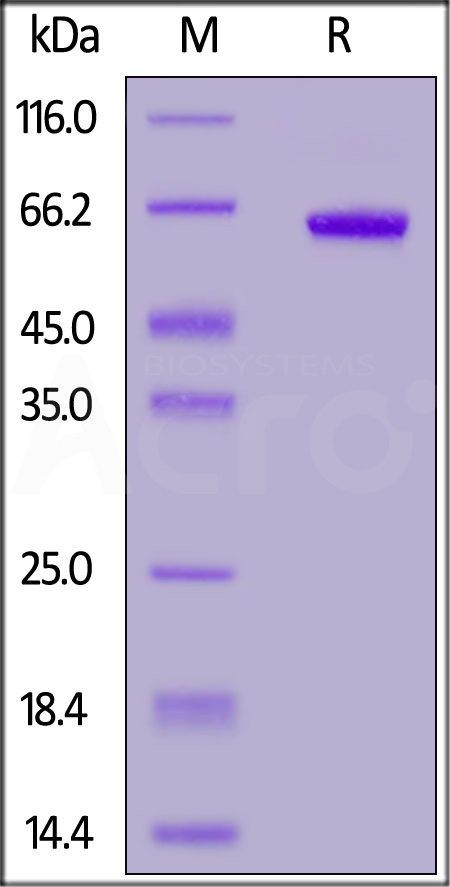 Spike RBD SDS-PAGE