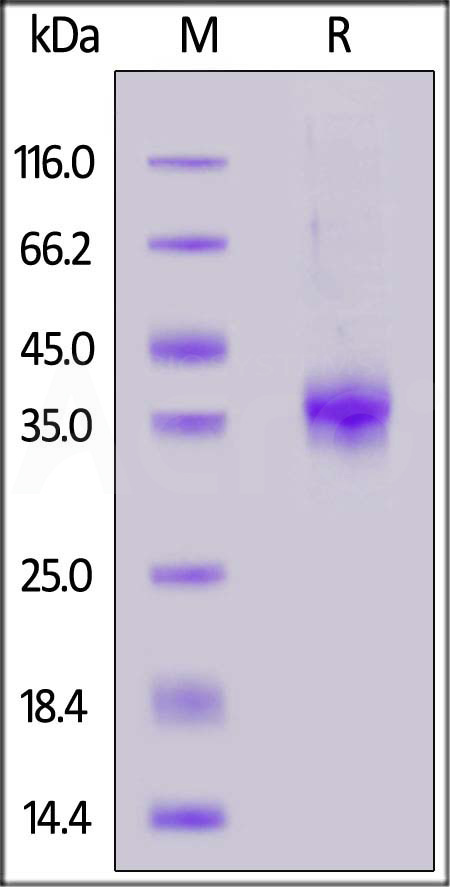 Spike RBD SDS-PAGE