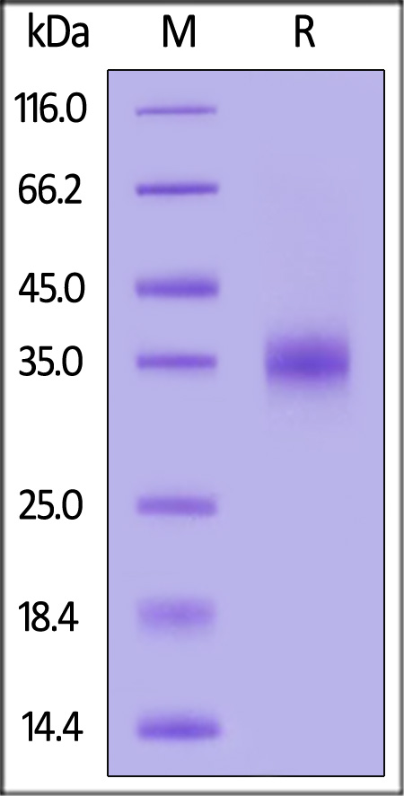 Spike RBD SDS-PAGE