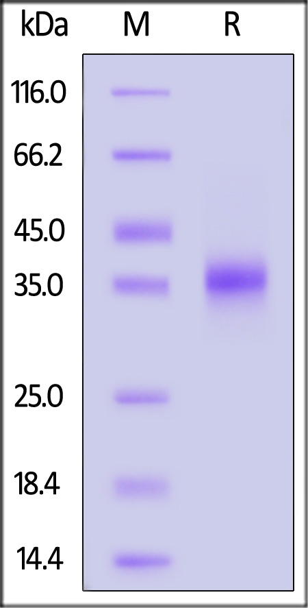 Spike RBD SDS-PAGE