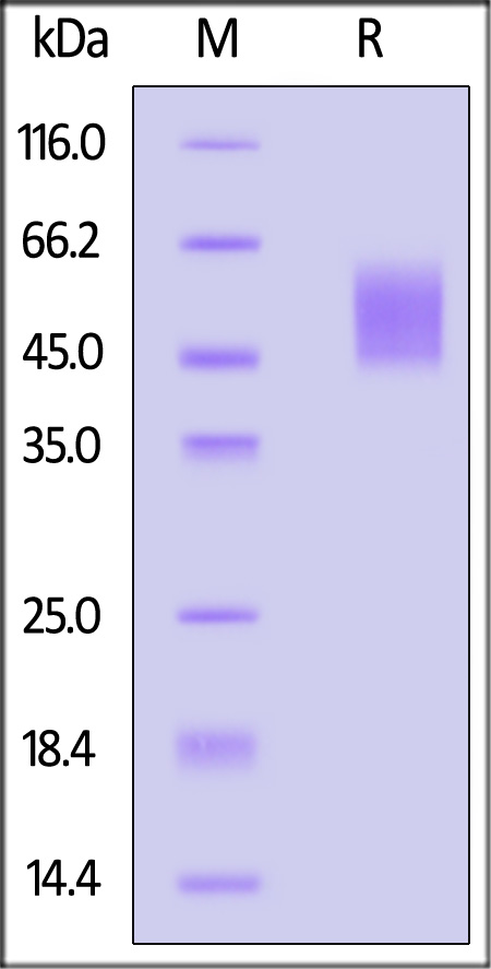 Spike NTD SDS-PAGE