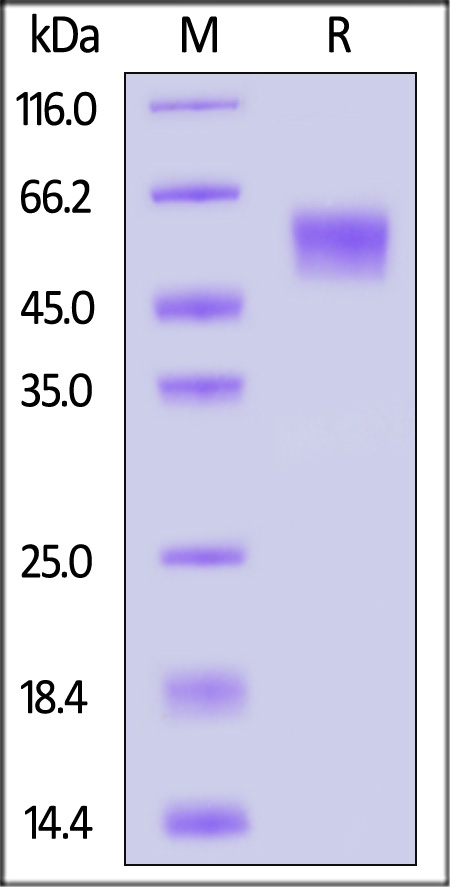 SPD-C82H6-sds