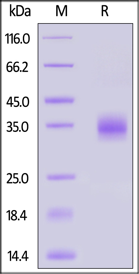 Spike RBD SDS-PAGE