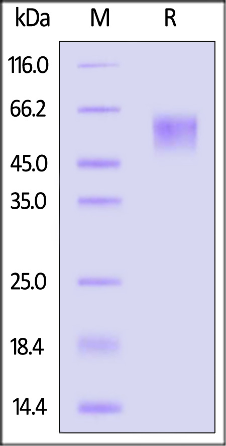 SPD-CF2H3-sds