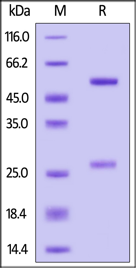 Spike RBD SDS-PAGE