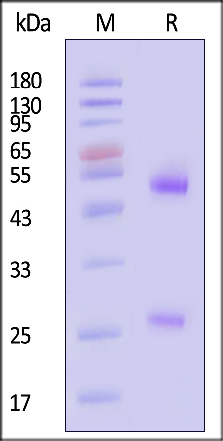 Spike RBD SDS-PAGE