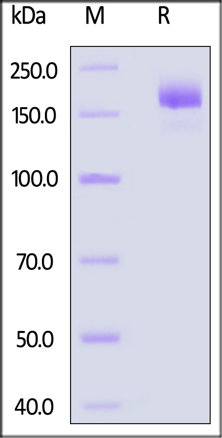 Spike protein SDS-PAGE