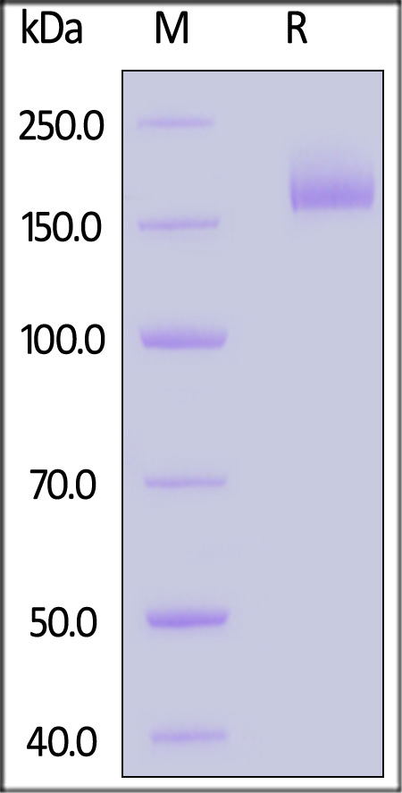 Spike protein SDS-PAGE