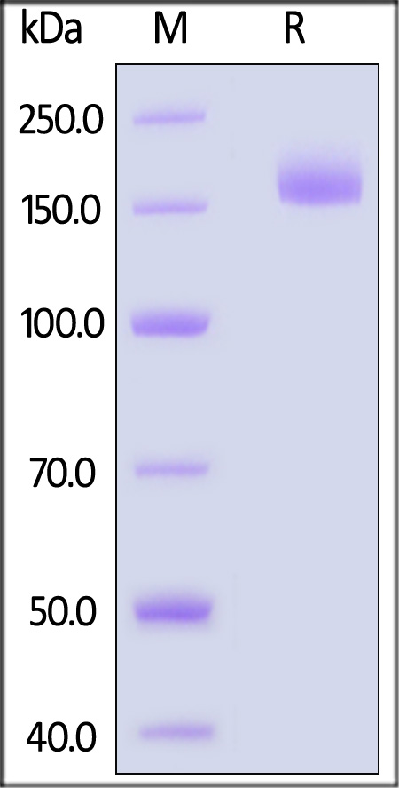 Spike protein SDS-PAGE