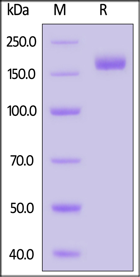 Spike protein SDS-PAGE