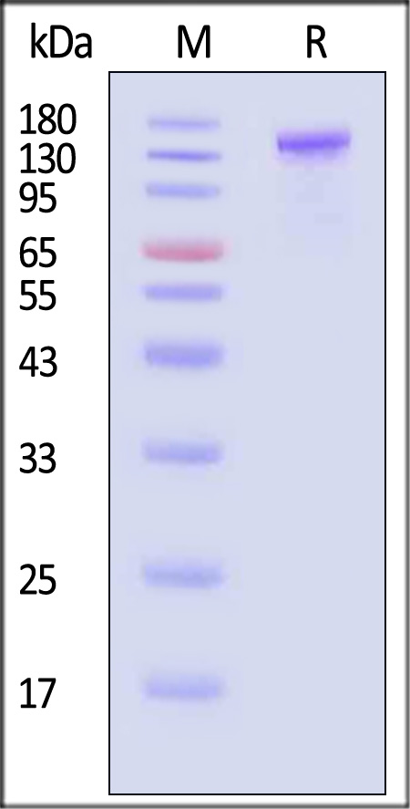 Spike protein SDS-PAGE