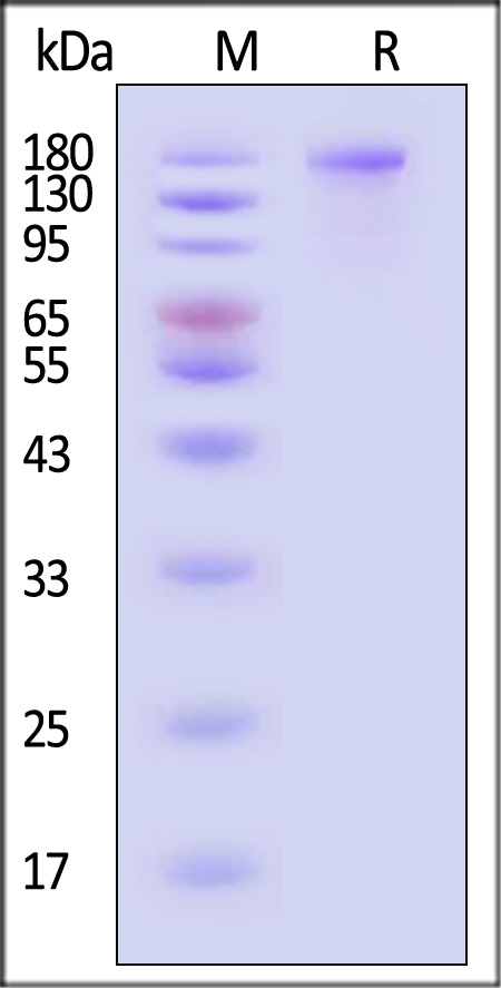 Spike protein SDS-PAGE