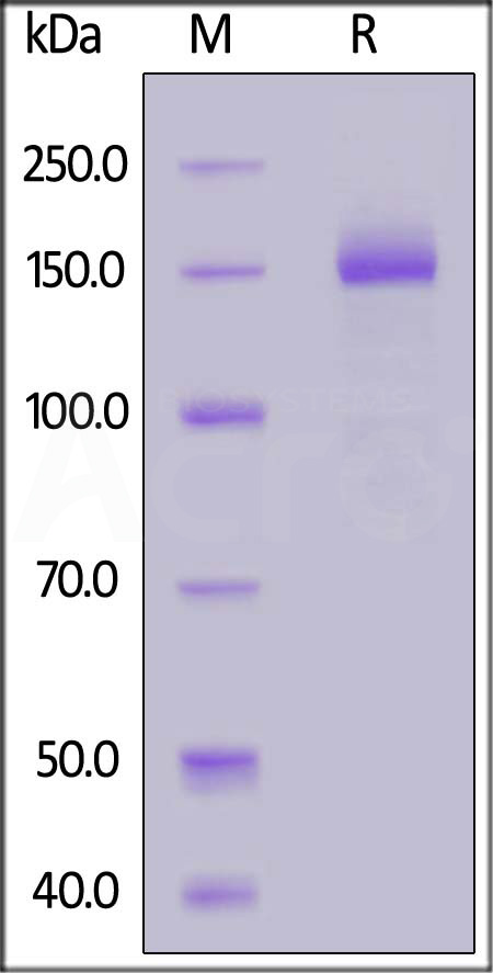 Spike protein SDS-PAGE