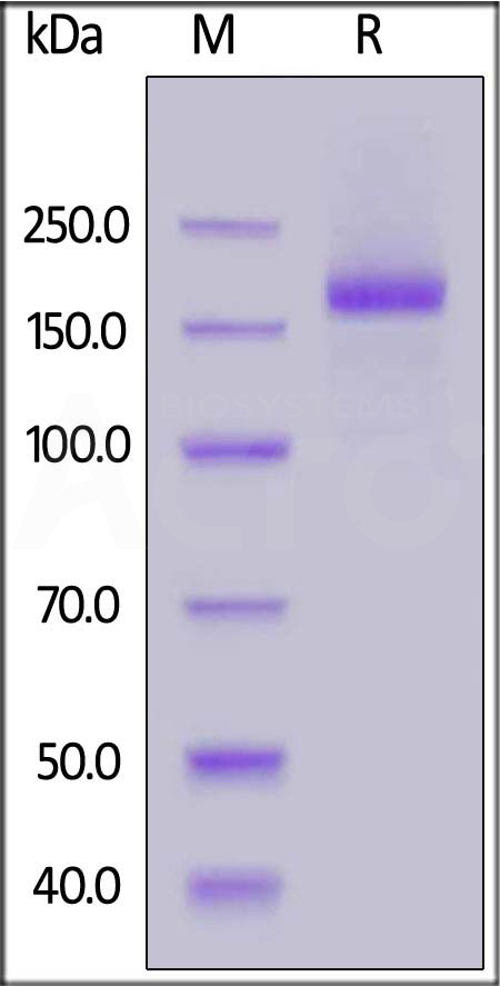 SARS-CoV-2 Spike Trimer (K417N, D614G), His Tag (Cat. No. SPN-C52Hm) SDS-PAGE gel