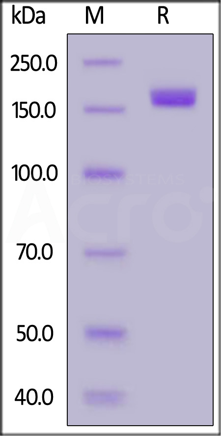 Spike protein SDS-PAGE