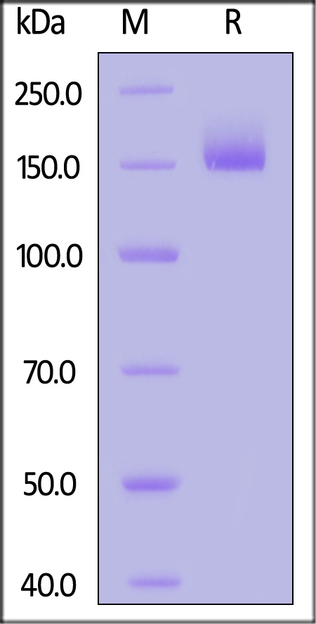 Spike protein SDS-PAGE